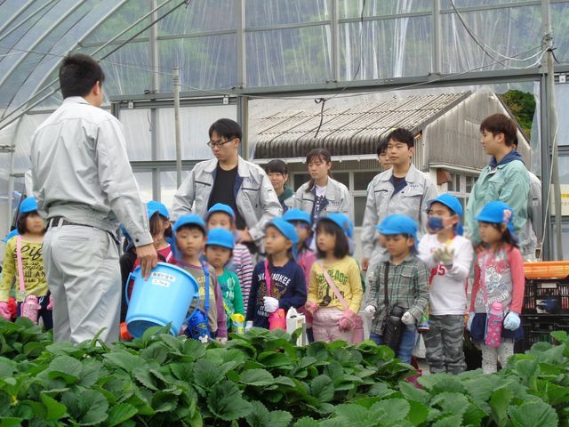 幼稚園児とイチゴの収穫体験を実施しました